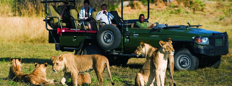 See lions on a game drive on a Linyanti safari.