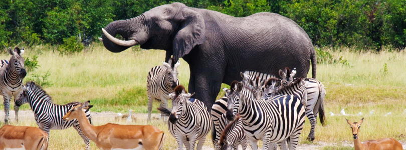 Botswana wildlife safari.