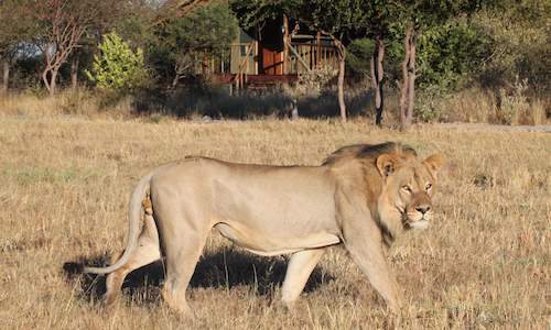 kalahari pride safaris
