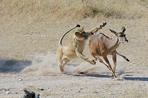 kalahari lion safaris