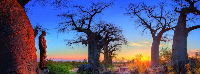 Sunset Baobab in Savute, Botswana.